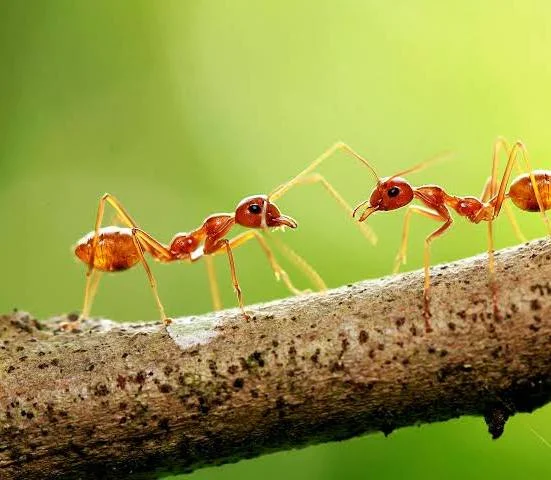 चींटी पर कविता