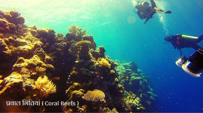 प्रवाल भित्तियां ( Coral Reefs )