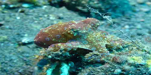 विश्व के 8 सबसे जहरीले जीव नील चक्र अष्टबाहु ( Blue Ringed Octopus )