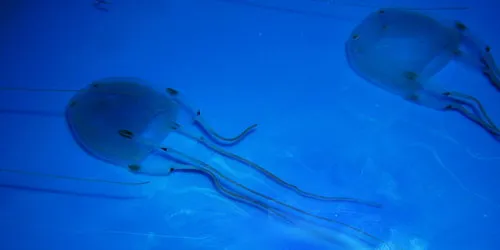 डिब्बा जेलिफ़िश ( Box Jellyfish )