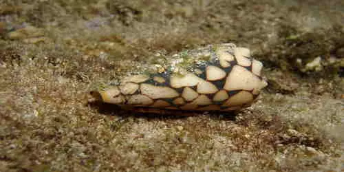 संगमरमरी शंकु घोंघा ( Marble Cone Snail )
