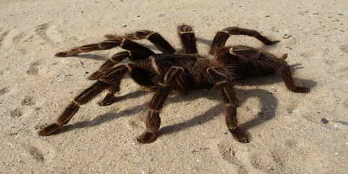 विश्व के 8 सबसे जहरीले जीव ब्रज़िल्लियन घुमंतू मकड़ी ( Brazillian Wandering Spider )